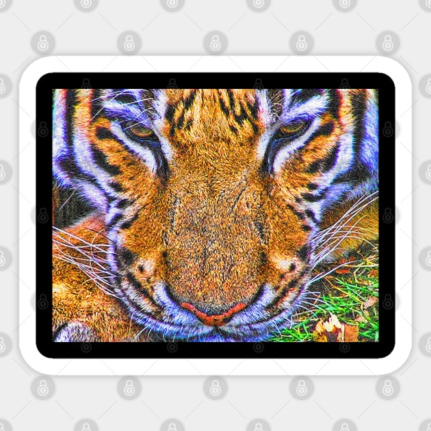 Tigers Eyes Sticker by dhphotography